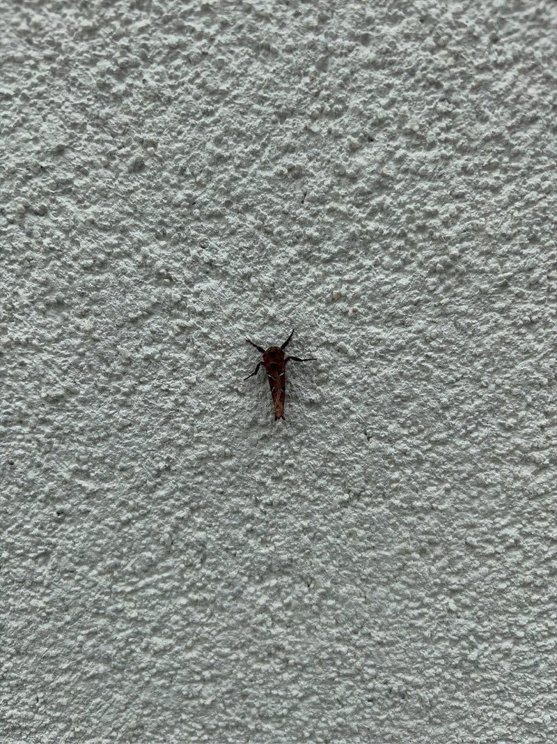 Erlen-Schmuckfalter — Bild 1