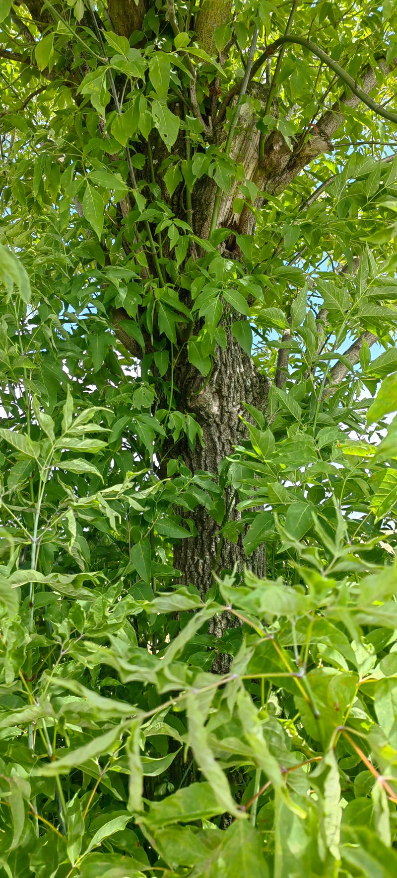 Widoczny jest mocny pień i soczyście zielone, pierzaste liście klona jesionolistnego. Zdjęcie przedstawia drzewo w jego naturalnym środowisku.