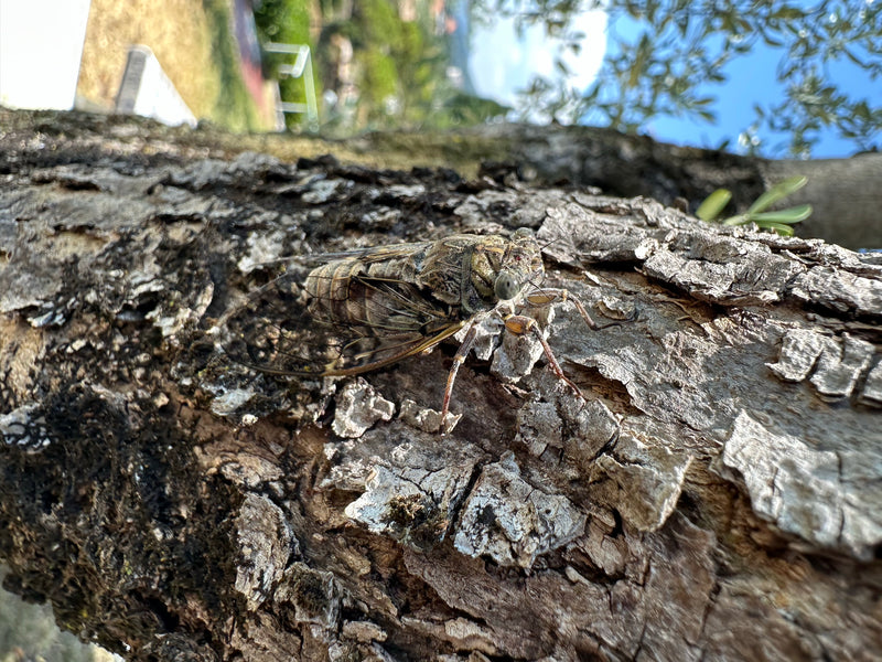 Ash śpiewa cykadę — Bild 1