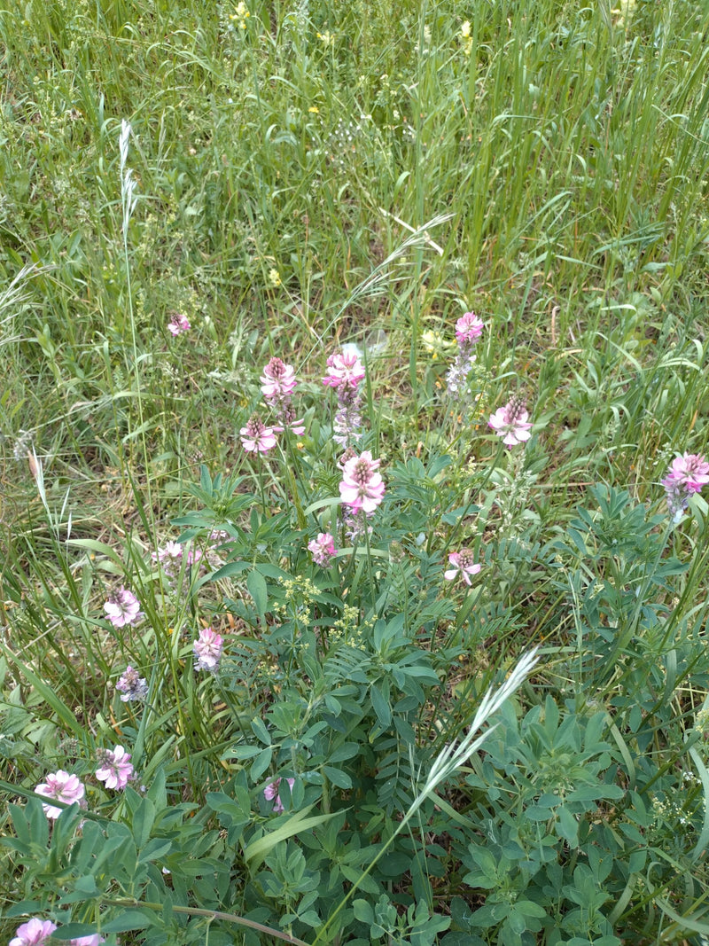 sainfoina — Bild 1