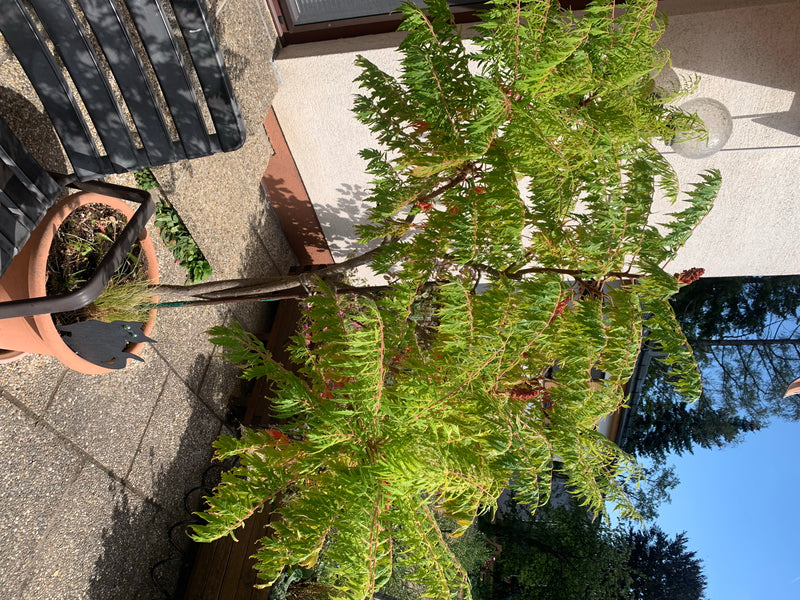 Zdjęcie przedstawia sumaka octowca w donicy na tarasie. Typowe pierzaste liście i forma wzrostu są dobrze widoczne.