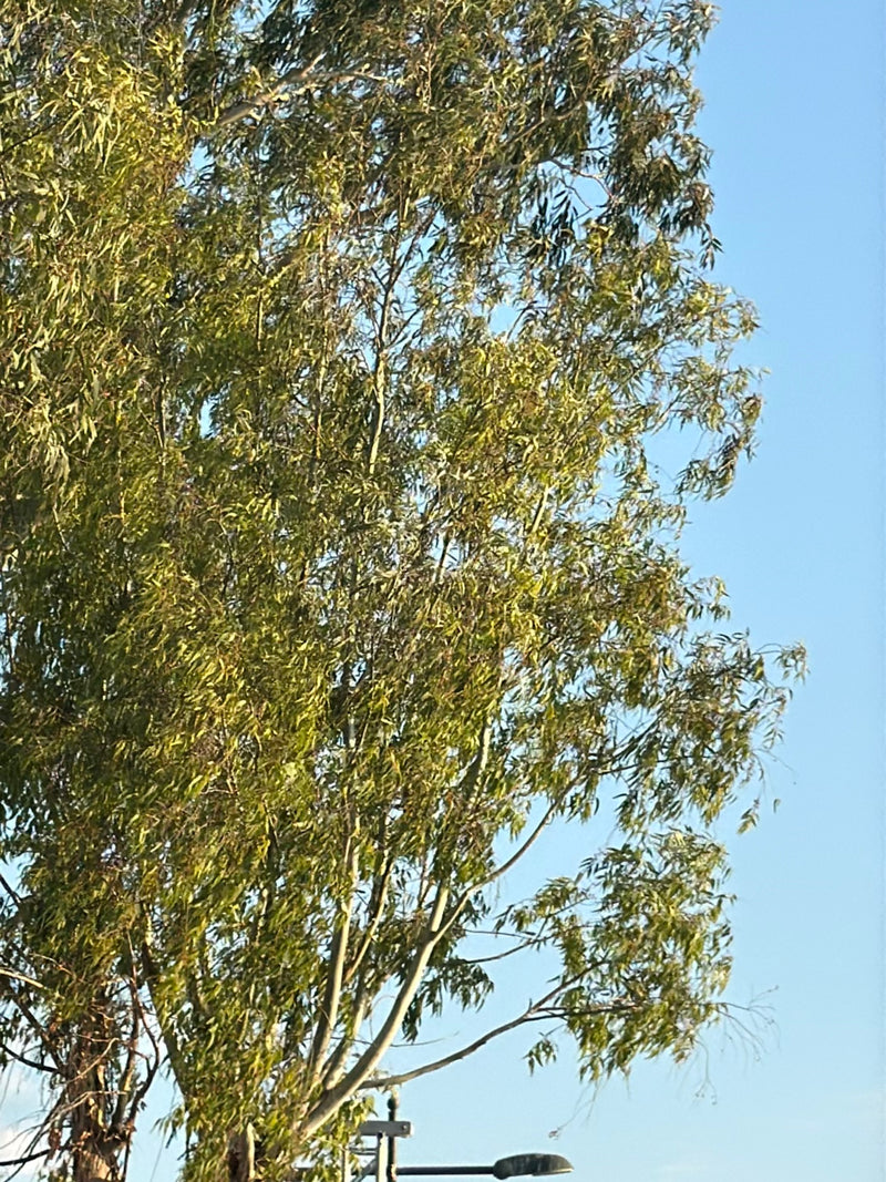 eukaliptus — Bild 1
