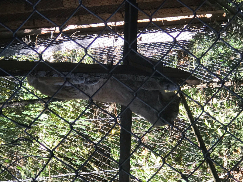 Eurasischer Luchs — zdjęcie 1 z 1
