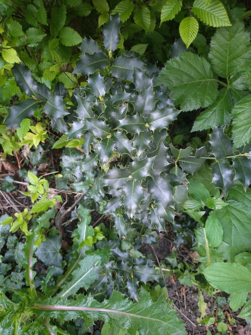 Ostrokrzew — Bild 1