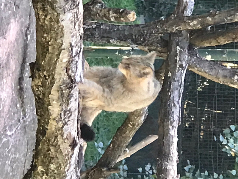 Europäische Wildkatze — zdjęcie 1 z 1