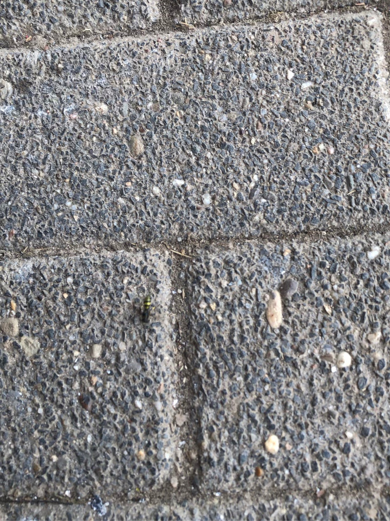 Osy — Bild 1