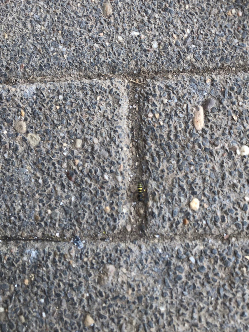 Osy — Bild 2