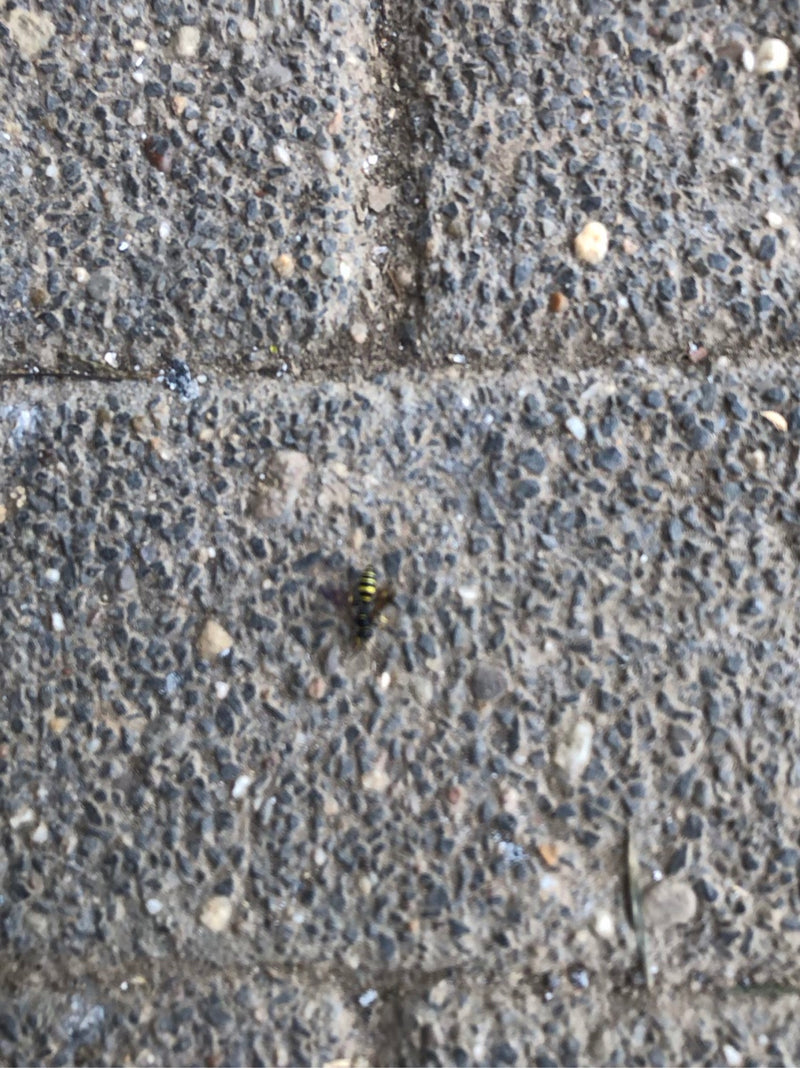 Osy — Bild 3