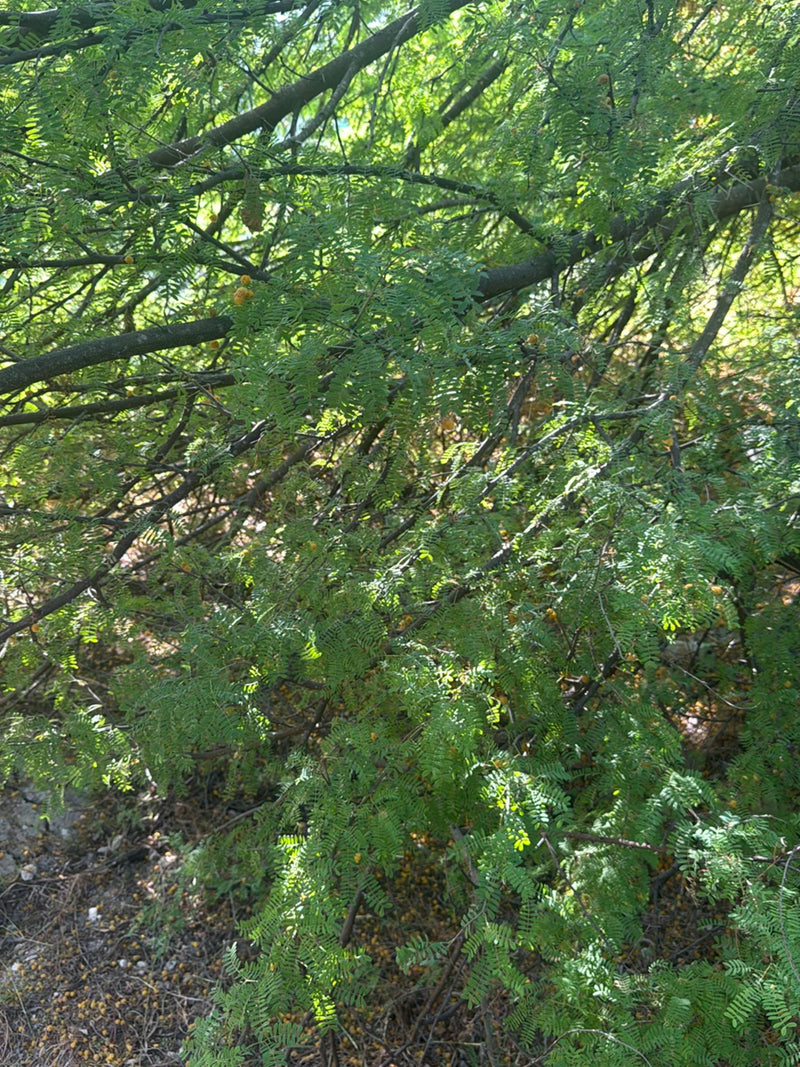 Akacja paprociowa — Bild 1