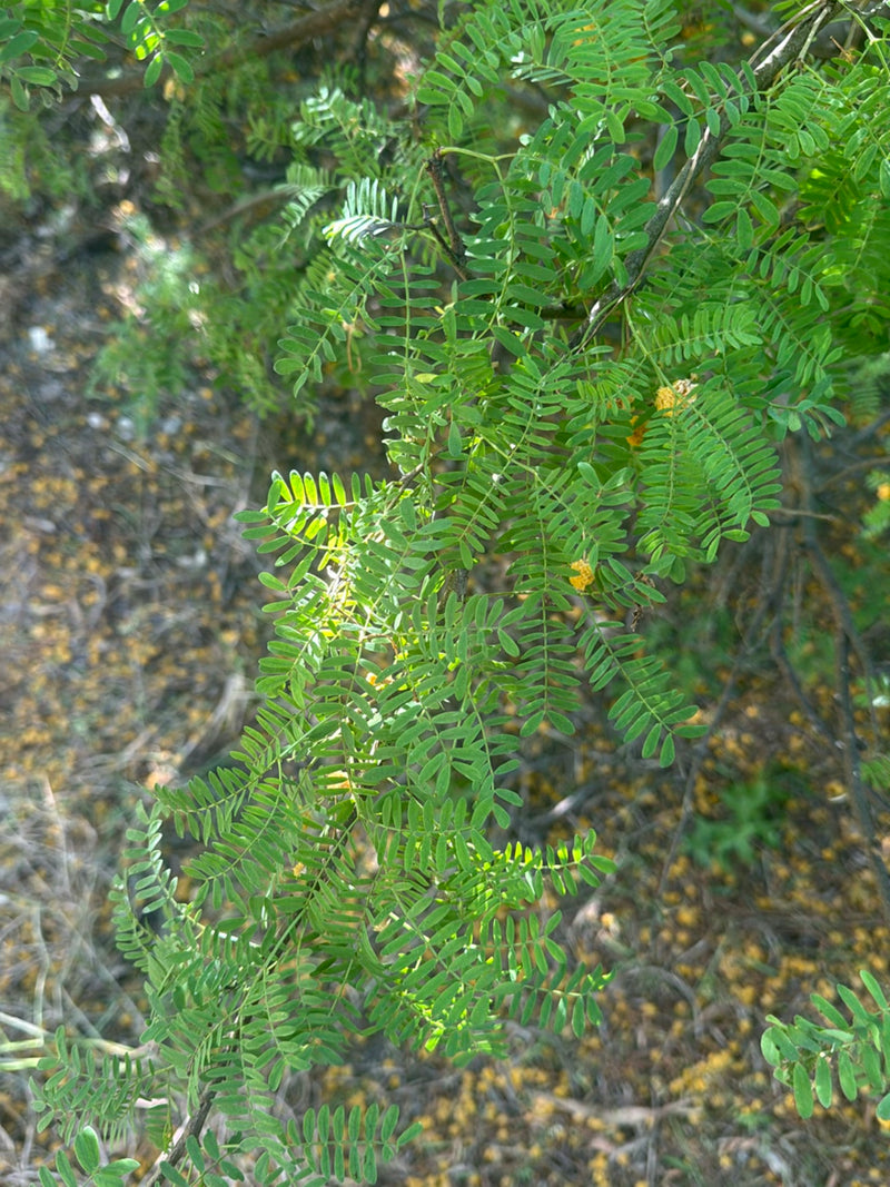 Akacja paprociowa — Bild 2