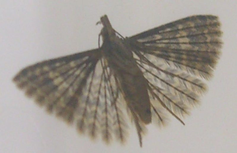 Duch piór — Bild 1