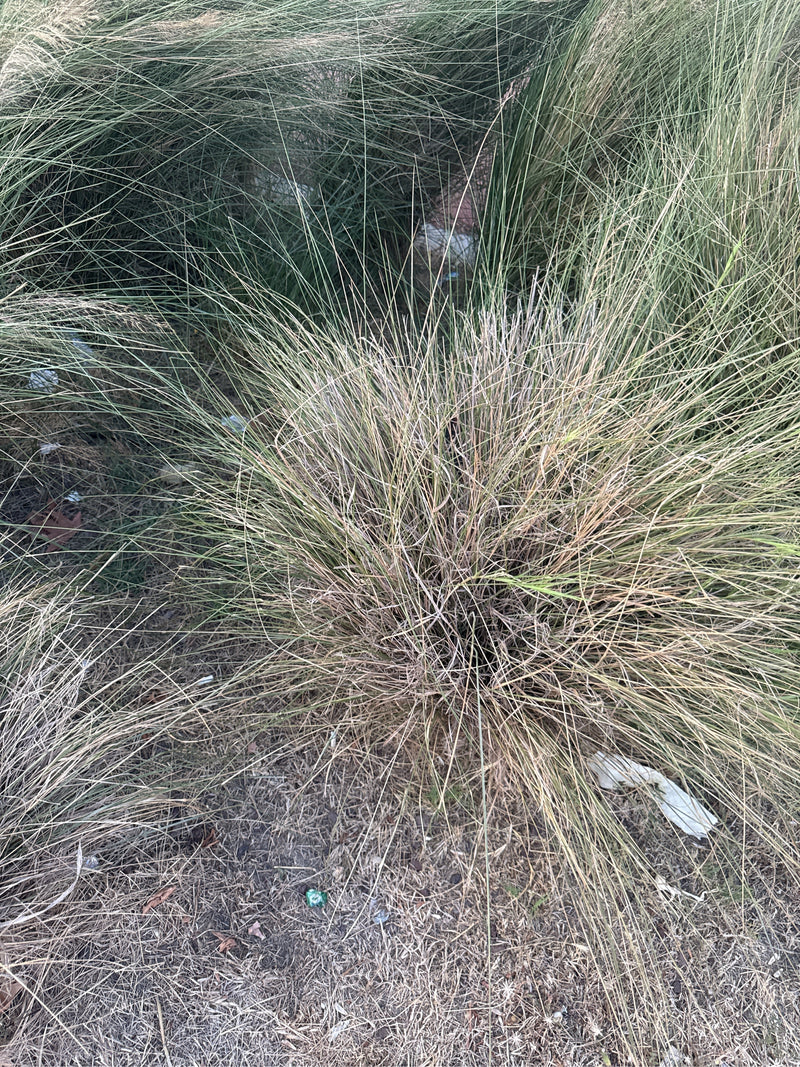 Trawy piórkowe — Bild 2