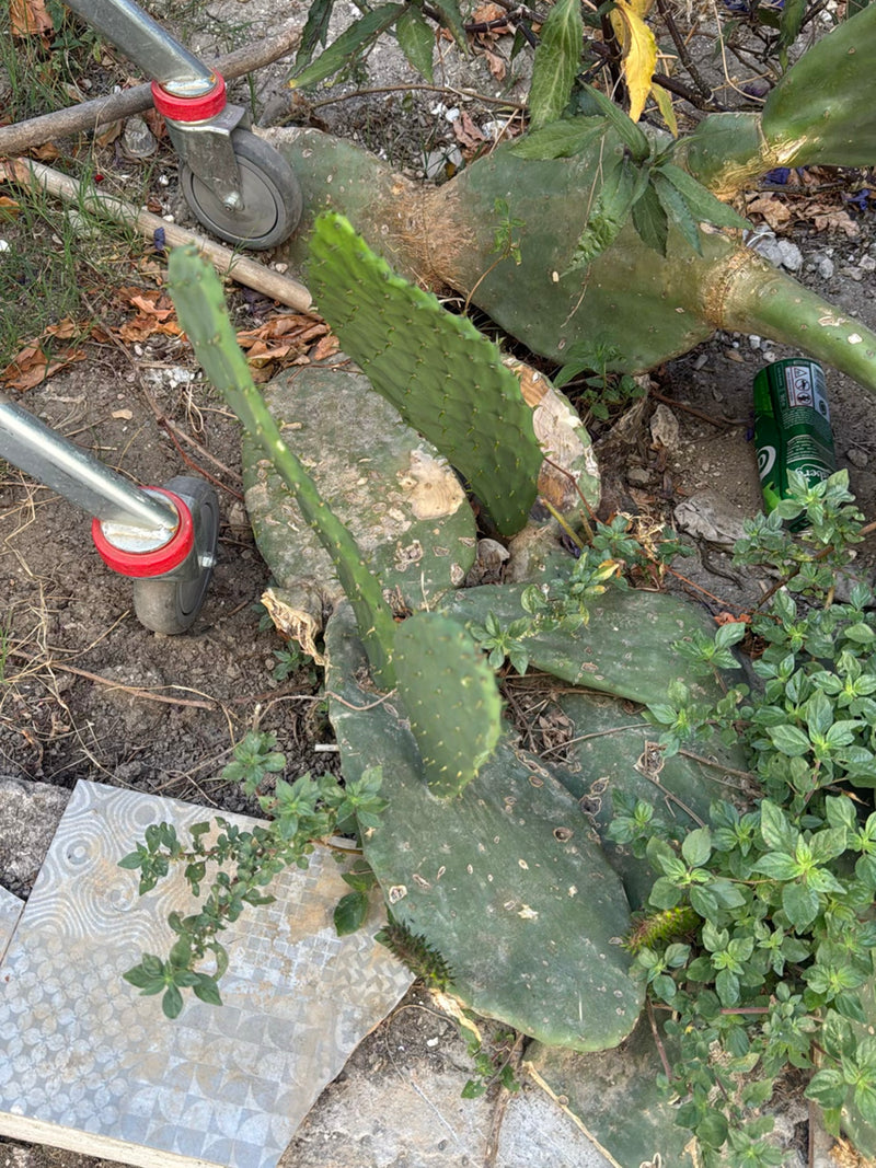 Kaktus opuncja (rodzaj Opuntia) — Bild 2