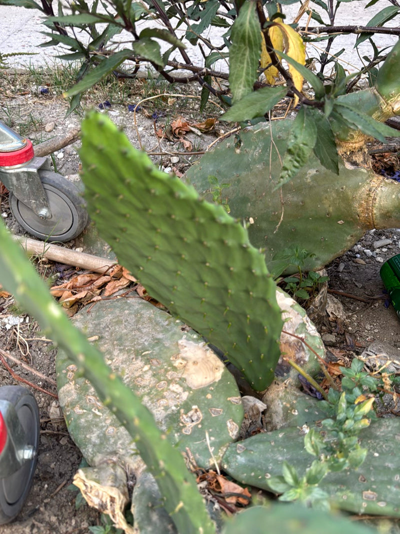 Kaktus opuncja (rodzaj Opuntia) — Bild 1