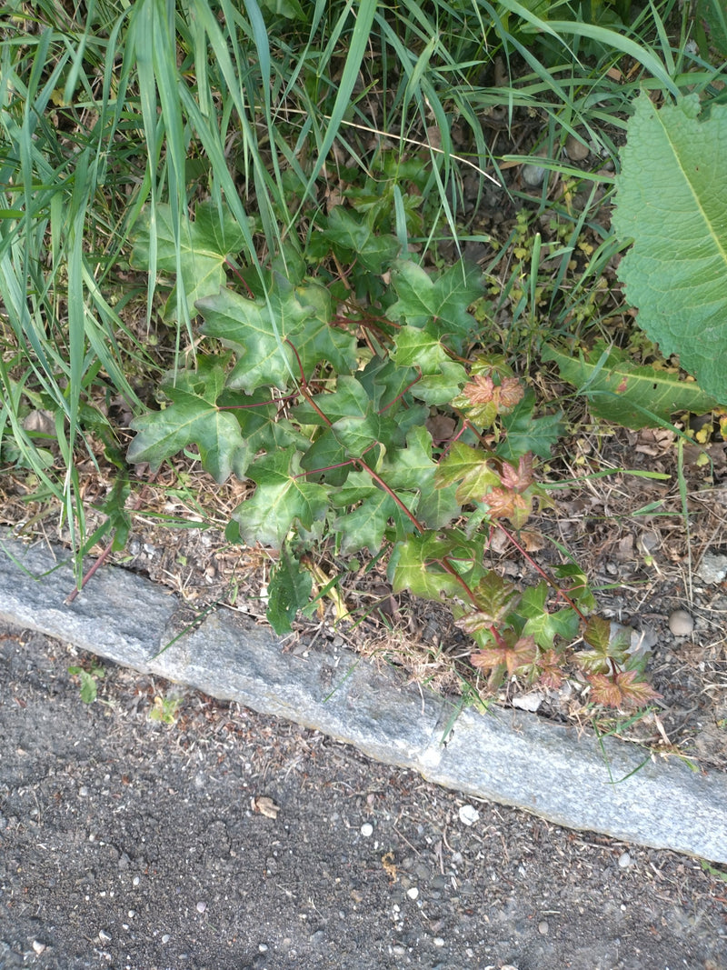 Klon polny — Bild 2