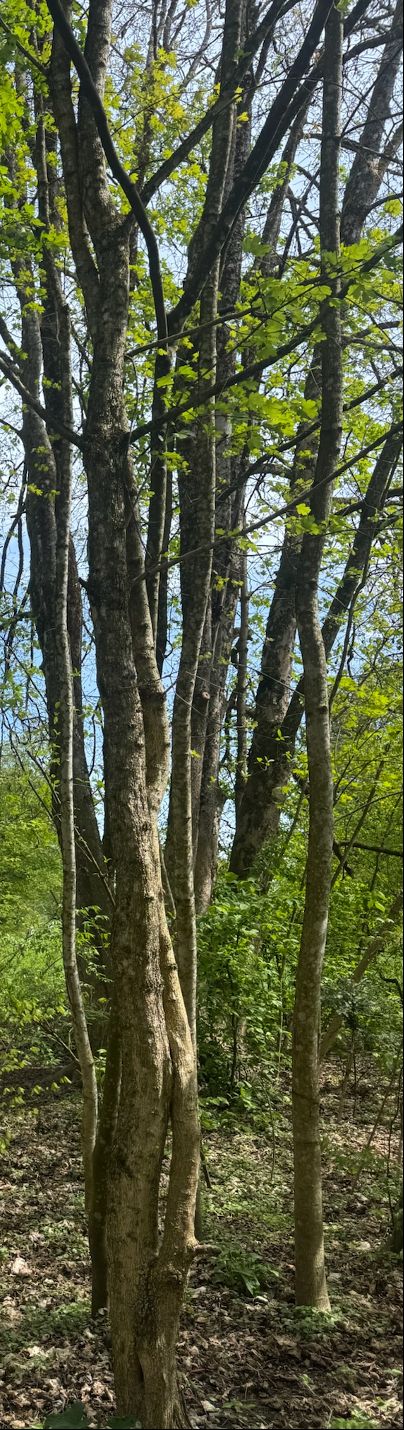 Widoczne są szare pniaki i świeże zielone liście klona polnego w jasnym lesie. Perspektywa ukazuje drzewa od dołu do góry na tle jasnego nieba.