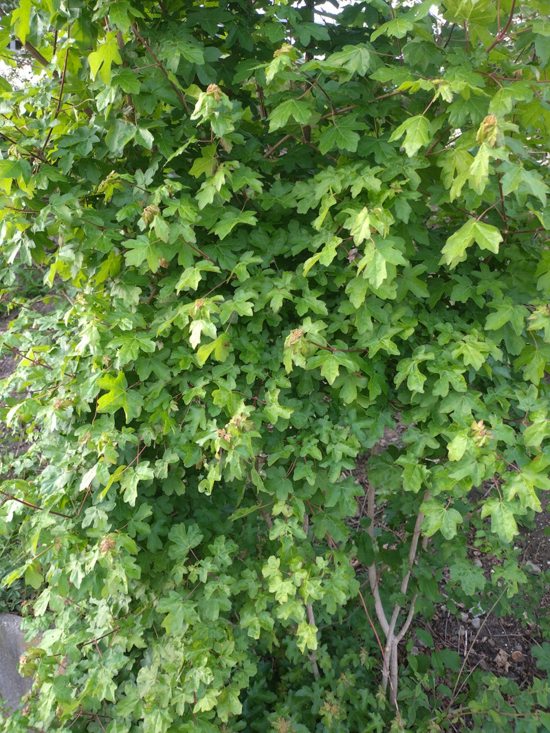 Klon polny — Bild 1