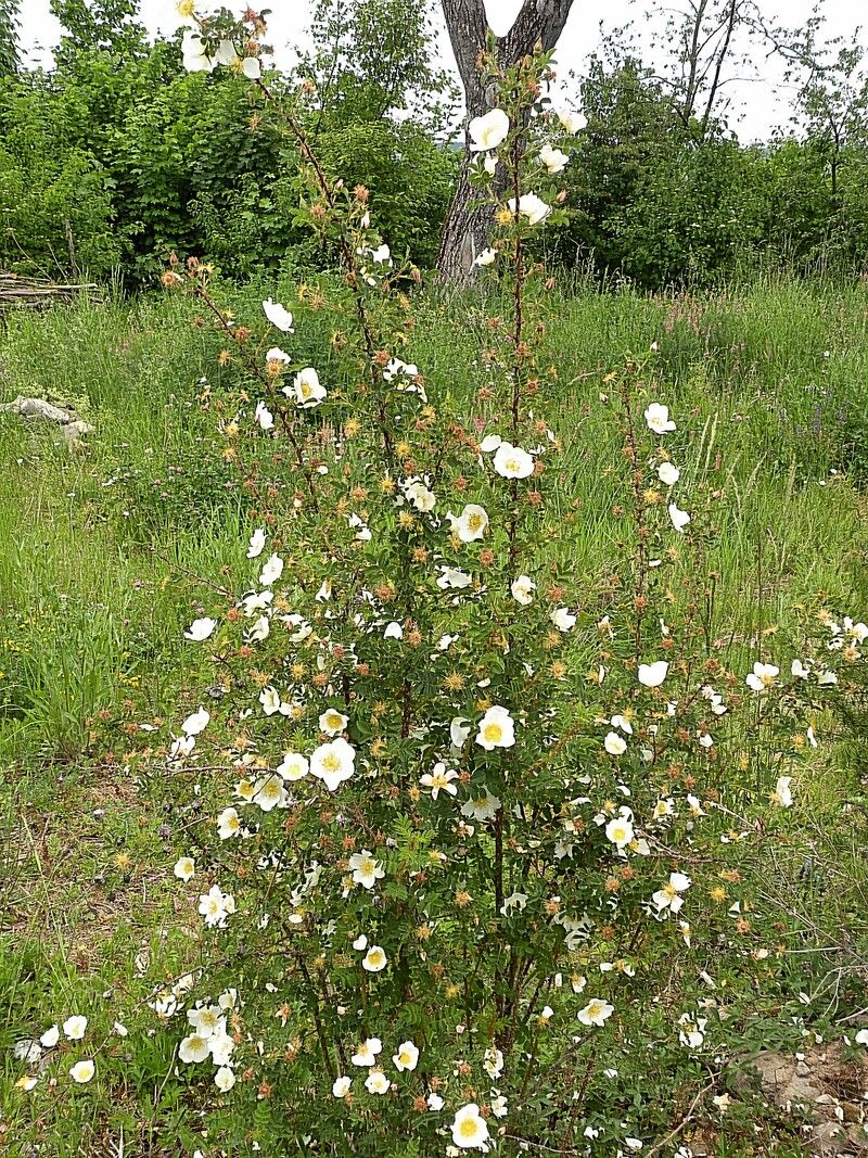 Róża polna — Bild 1
