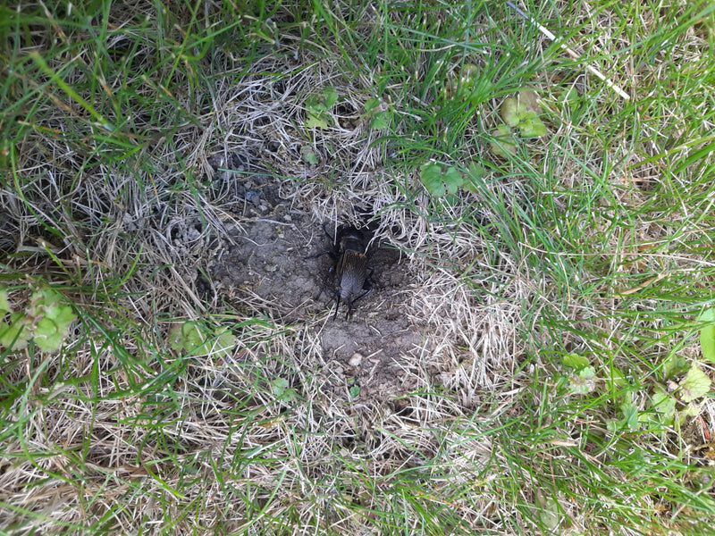 Krykiet terenowy — Bild 2