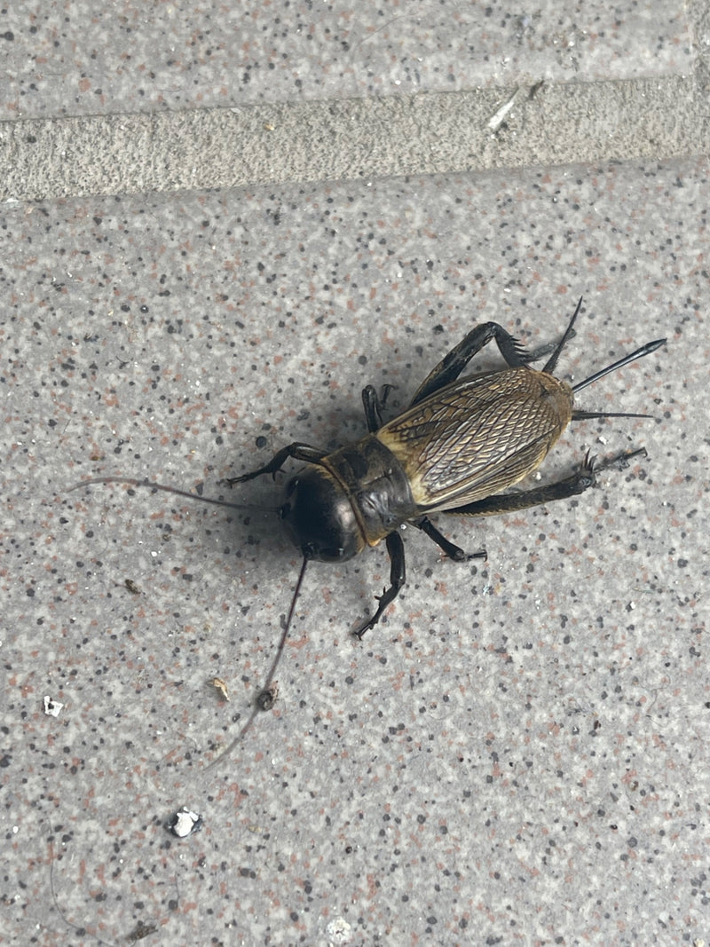Krykiet terenowy — Bild 3