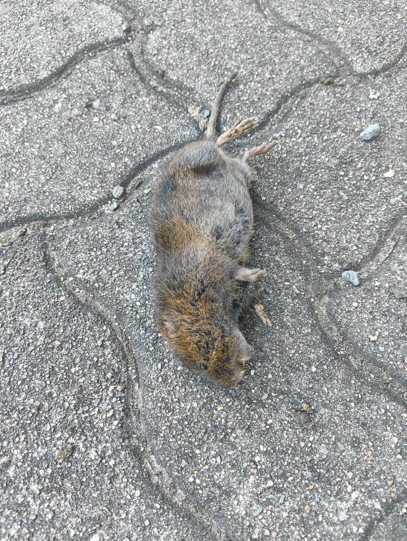 Martwy nornik zwyczajny leży na ziemi z szarych kostek brukowych. Zwierzę jest sfotografowane z góry.