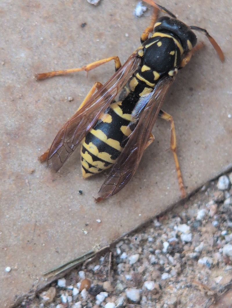Zdjęcie przedstawiające Polistes dominula spoczywającą na jasnym podłożu. Widoczny jest jej typowy czarno-żółty wzór oraz charakterystyczne czułki.