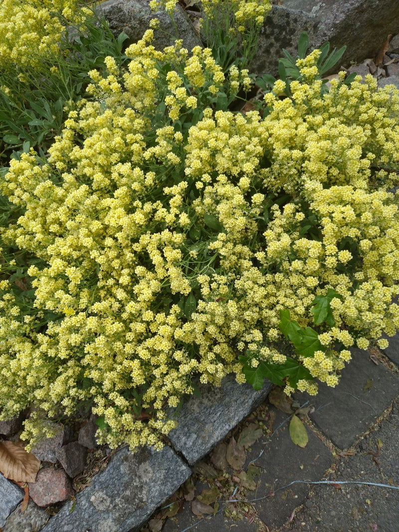 Alissum skalny — Bild 1