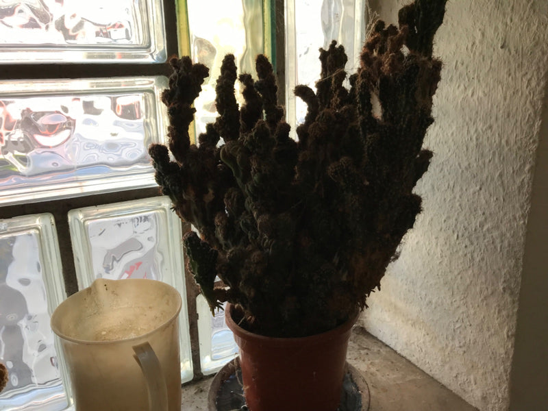 kaktus skalny — Bild 1