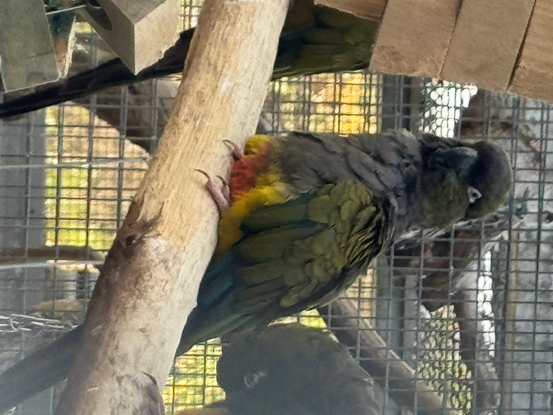 Felsensittich — zdjęcie 3 z 6