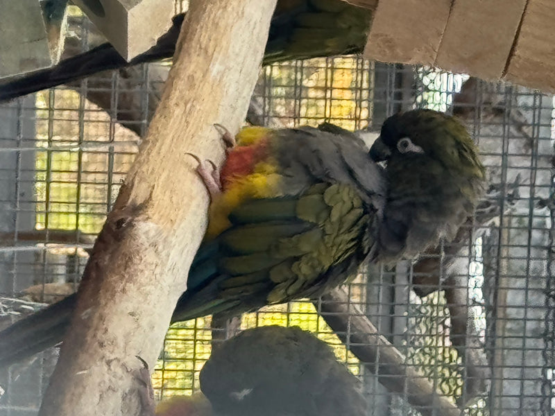 Felsensittich — zdjęcie 2 z 6