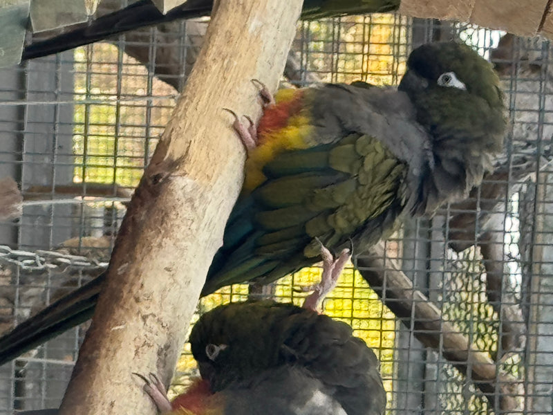 Felsensittich — zdjęcie 1 z 6