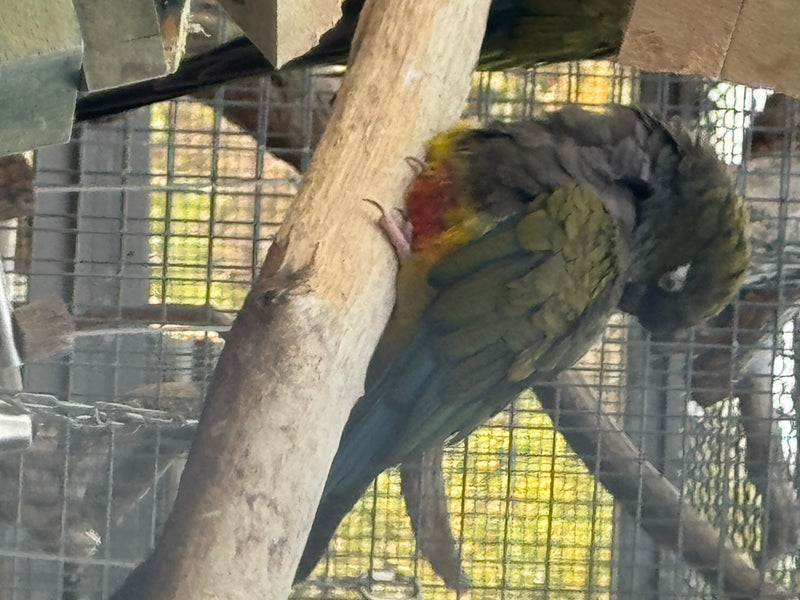 Felsensittich — zdjęcie 4 z 6