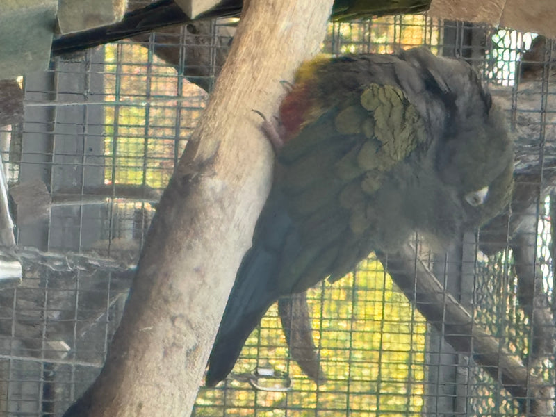 Felsensittich — zdjęcie 5 z 6