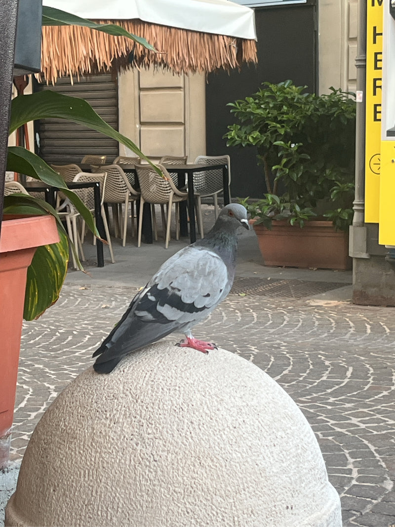 Gozy skalny miejski siedzi na okrągłym kamiennym słupku w przestrzeni miejskiej. W tle widać stoliki i krzesła kawiarni.