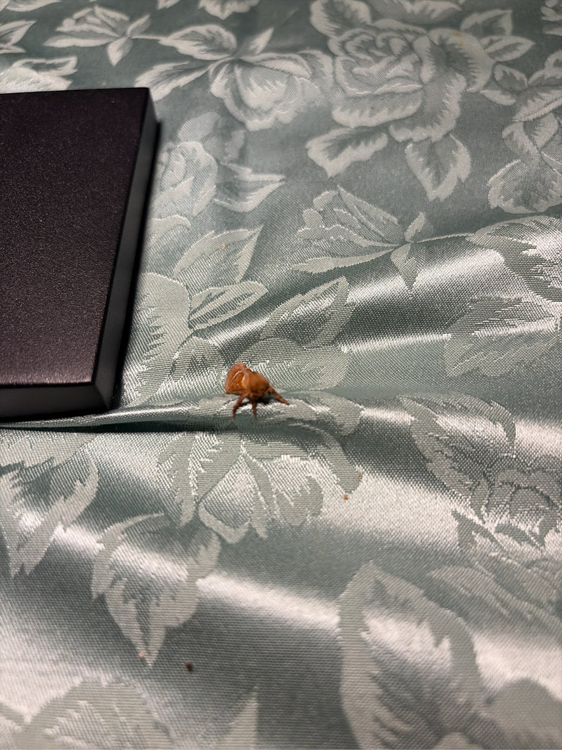 Ćma z gatunku Apoda limacodes siedzi na wzorzystej powierzchni tkaniny obok ciemnego przedmiotu.