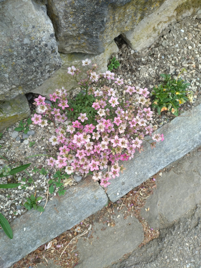 Skalnica rozchodnika — Bild 1