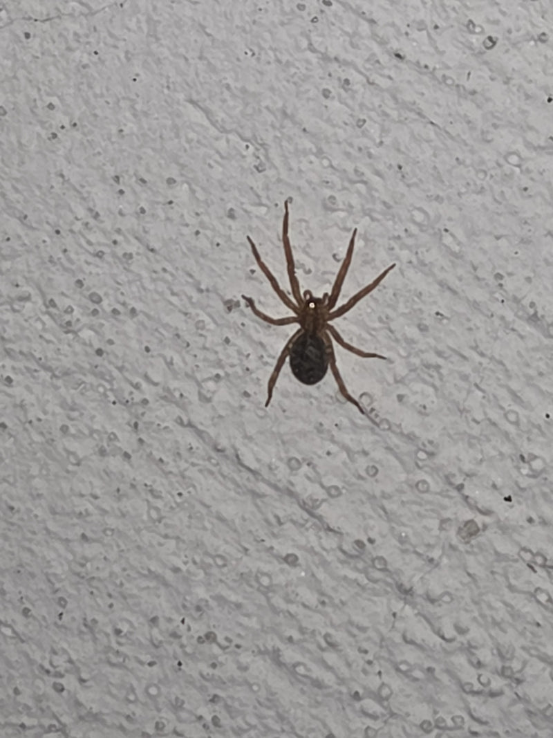 Kątnik ścienny lub zmyślna steatoda siedzi na jasnej, teksturowanej ścianie. Zwierzę jest dobrze widoczne.