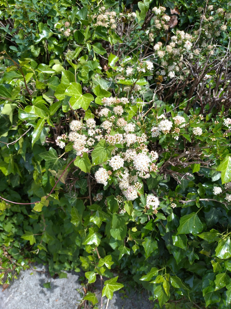Ognisko — Bild 1