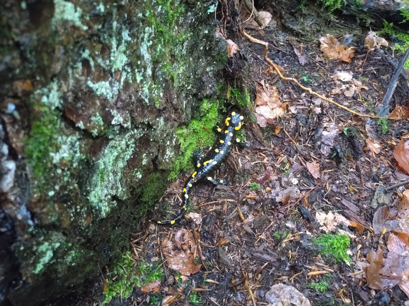Salamandra plamista — Bild 1