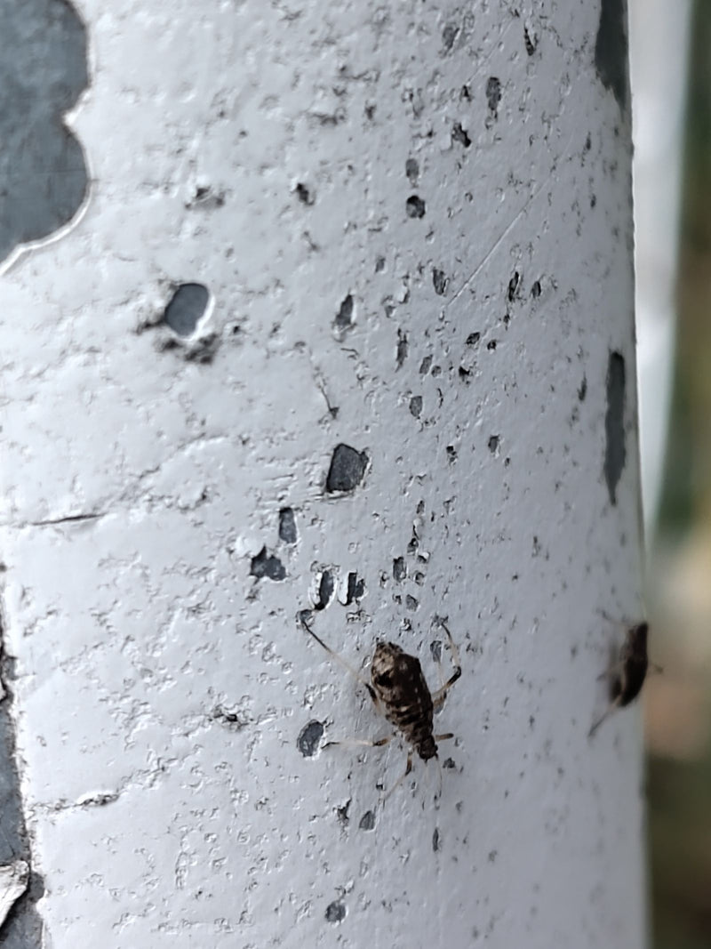 Mszyca z rodzaju Cinara wspina się po białej, łuszczącej się powierzchni, a na krawędzi kadru widoczny jest kolejny osobnik.