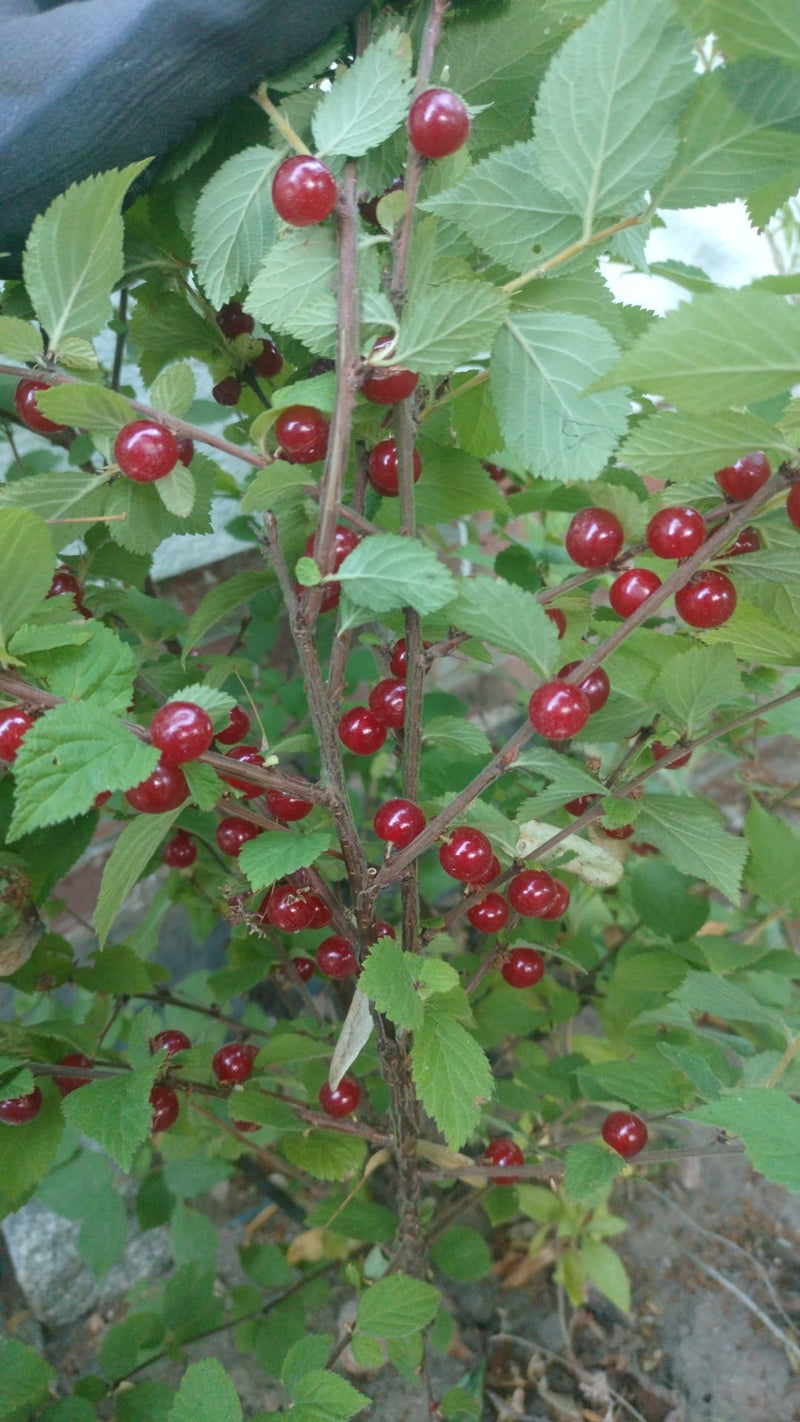 czułem wiśnię — Bild 1