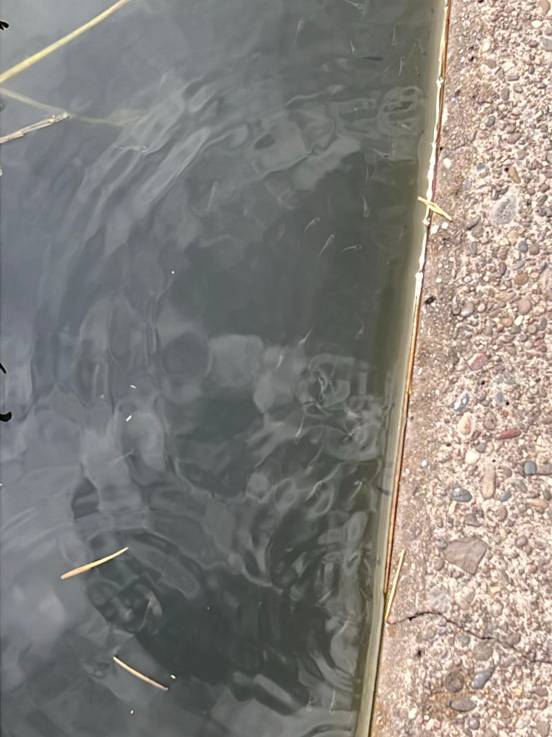 Fische — zdjęcie 1 z 1