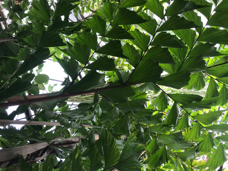 Fischschwanzpalme — zdjęcie 3 z 6