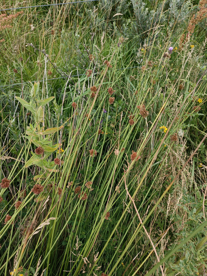 Trzepotliwy pośpiech — Bild 1