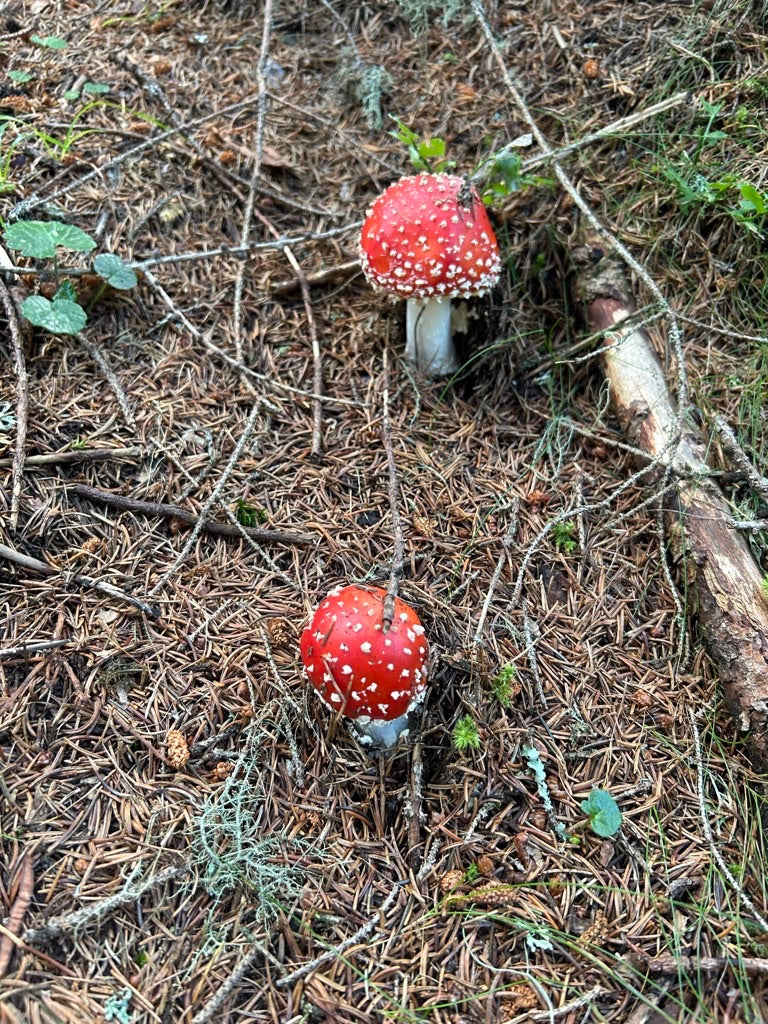 Fliegenpilz — Bild 2