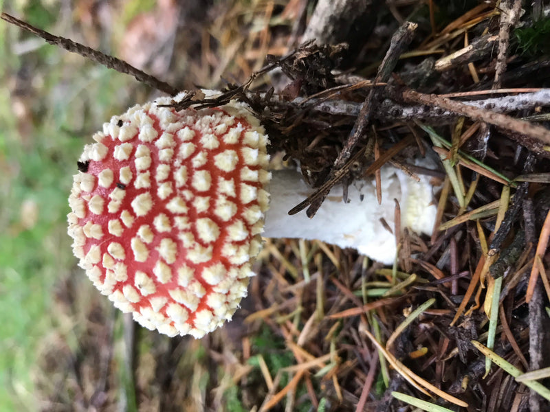 Fliegenpilz — Bild 1