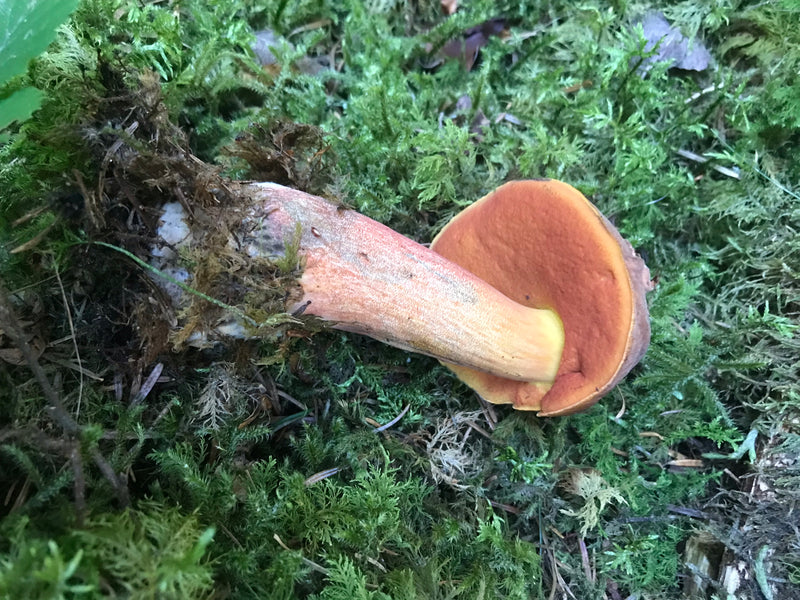 Borowik czarownicy o łuszczących się łodygach — zdjęcie 4 z 14