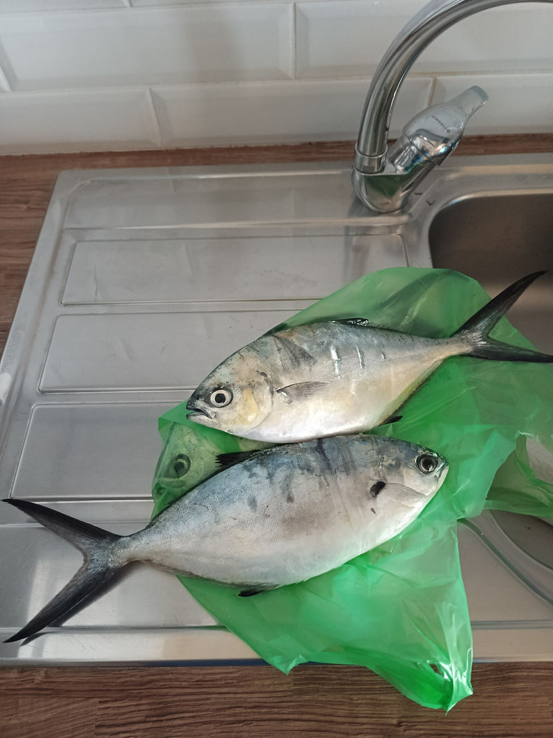 Pompano z Florydy — Bild 1