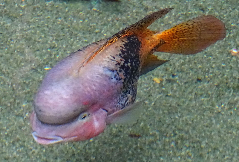 Flowerhorn-Buntbarsch — Bild 1