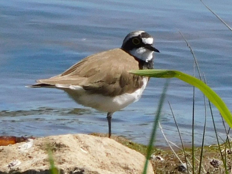 Sieweczka obrączkowa — Bild 1